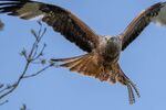 Lindsey Smith - Red Kite