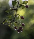 Maureen Tyrrell - Adderbury Lake Berries