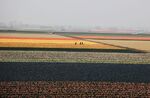 Paul Brewerton - Tulip Bulb Farmers, Holland