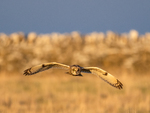 Short-eared owl