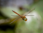 Norfolk Hawker