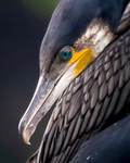 Cormorant preening