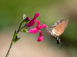 Hummingbird Hawk Moth