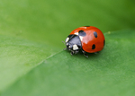 Ladybird