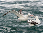 Albatross squabble