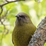 New Zealand Bellbird