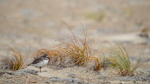 Southern New Zealand Dotterel among Orange Pīngao