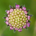 Field Scabious