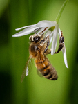 Honey Bee on Ramsons