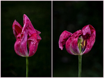 The elegant decline of a tulip