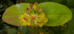 Hypericum