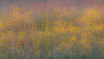 Meadow at Sunset