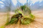 Andrew Dayer - Savernake Zoom Blur