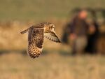 Colin Lamb - Short-eared Owl