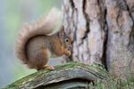 Lindsey Smith - Red Squirrel