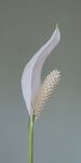 Martyn Pearse - Peace Lily