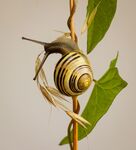 Nick Hardwick - Spiral Snail