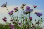 Cosmos Flowers.jpg