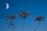 Hogweed and the Moon.jpg