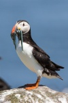 Puffin.jpg